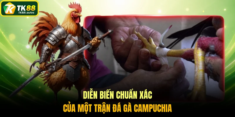 Diễn biến chuẩn xác của một trận đá gà Campuchia