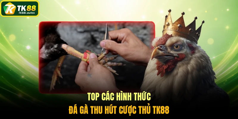 Top các hình thức đá gà thu hút cược thủ TK88